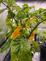 Afbeeldingsresultaat voor mme jeanette hot pepper