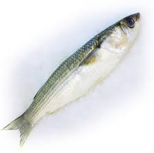 Image result for Mugil curema