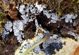 Attēlu rezultāti vaicājumam “Diderma globosum”