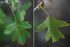 Attēlu rezultāti vaicājumam “Crataegus x macrocarpa leaf”