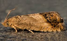 Attēlu rezultāti vaicājumam “Cydia splendana”