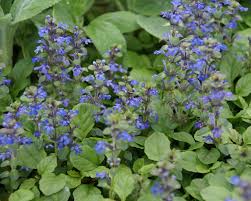 Attēlu rezultāti vaicājumam “Ajuga genevensis flower”