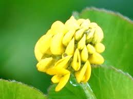 Attēlu rezultāti vaicājumam “Medicago lupulina”