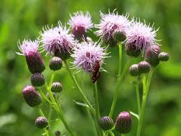 Attēlu rezultāti vaicājumam “Cirsium acaule fruit”