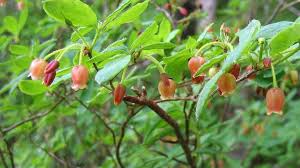 Attēlu rezultāti vaicājumam “Menziesia ferruginea flower”
