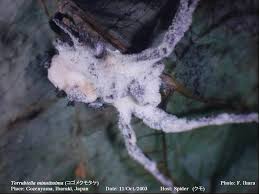 Attēlu rezultāti vaicājumam “Torrubiella arachnophila”