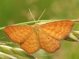 Attēlu rezultāti vaicājumam “Idaea serpentata”
