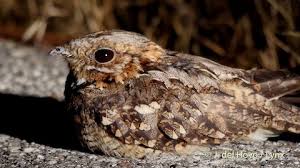 Image result for Caprimulgus ruficollis