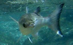 Image result for Mugil curema