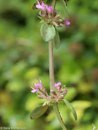 Attēlu rezultāti vaicājumam “Thymus pulegioides fruit”