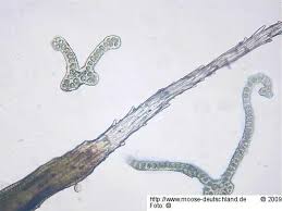 Attēlu rezultāti vaicājumam “Grimmia muehlenbeckii”