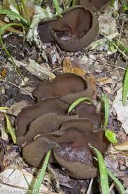 Attēlu rezultāti vaicājumam “Peziza flavida”