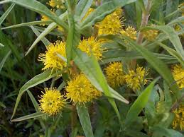 Attēlu rezultāti vaicājumam “Lysimachia thyrsiflora”