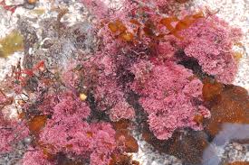 Attēlu rezultāti vaicājumam “Collaria rubens young”