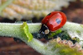 Attēlu rezultāti vaicājumam “Adalia bipunctata imago”