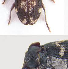 Attēlu rezultāti vaicājumam “Ptinus sp. female”