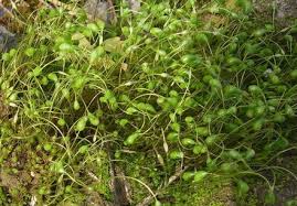 Attēlu rezultāti vaicājumam “Funariales”