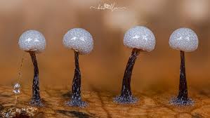 Attēlu rezultāti vaicājumam “Physarum bitectum”