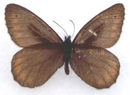 Attēlu rezultāti vaicājumam “Oeneis jutta underside”