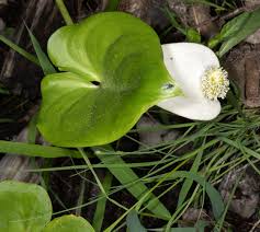 Attēlu rezultāti vaicājumam “Calla palustris”