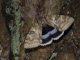 Attēlu rezultāti vaicājumam “Catocala fraxini”