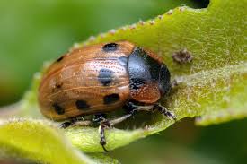 Attēlu rezultāti vaicājumam “Gonioctena”