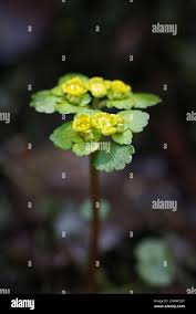 Attēlu rezultāti vaicājumam “Chrysosplenium alternifolium flower”