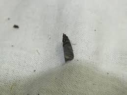 Attēlu rezultāti vaicājumam “Ortholepis betulae”