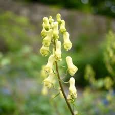 Attēlu rezultāti vaicājumam “Isopyrum thalictroides flower”