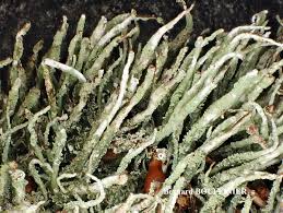 Attēlu rezultāti vaicājumam “Cladonia ochrochlora”