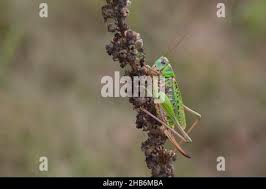 Attēlu rezultāti vaicājumam “Decticus verrucivorus nymph”