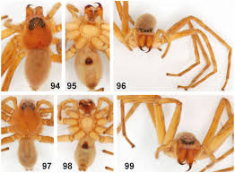 Attēlu rezultāti vaicājumam “Sparassidae”