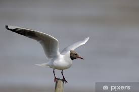 Attēlu rezultāti vaicājumam “Larus ridibundus”