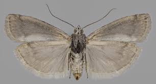 Attēlu rezultāti vaicājumam “Sciota adelphella”