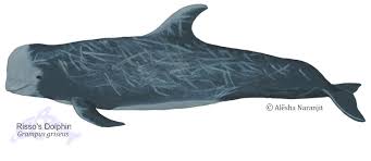 Image result for Grampus griseus