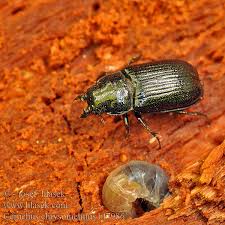 Attēlu rezultāti vaicājumam “Ceruchus chrysomelinus”