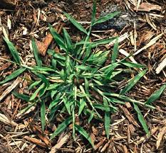 Attēlu rezultāti vaicājumam “Digitaria ischaemum leaf”