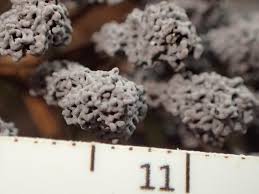 Attēlu rezultāti vaicājumam “Fuligo gyrosa”