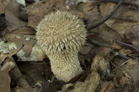 Attēlu rezultāti vaicājumam “Lycoperdon echinatum”