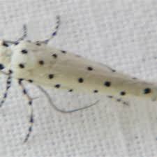 Attēlu rezultāti vaicājumam “Yponomeutidae”