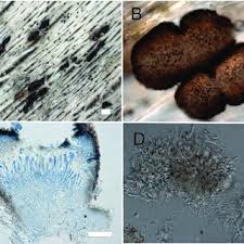Attēlu rezultāti vaicājumam “Xylographa paralella”