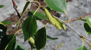 Attēlu rezultāti vaicājumam “Betula pubescens flower”