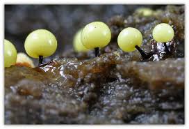 Attēlu rezultāti vaicājumam “Lamproderma arcyrioides macro”