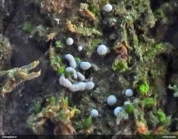 Attēlu rezultāti vaicājumam “Badhamiopsis macrospora”