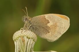 Attēlu rezultāti vaicājumam “Coenonympha pamphilus underside”