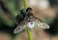 Attēlu rezultāti vaicājumam “Exoprosopa capucina”