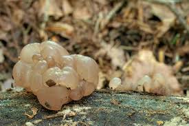 Attēlu rezultāti vaicājumam “Ascotremella faginea”