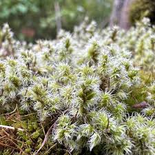 Attēlu rezultāti vaicājumam “Racomitrium canescens sporophyte”