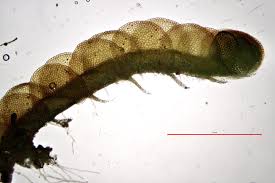 Attēlu rezultāti vaicājumam “Nardia scalaris”