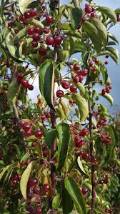 Attēlu rezultāti vaicājumam “Malus baccata fruit”